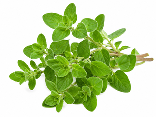 Oregano