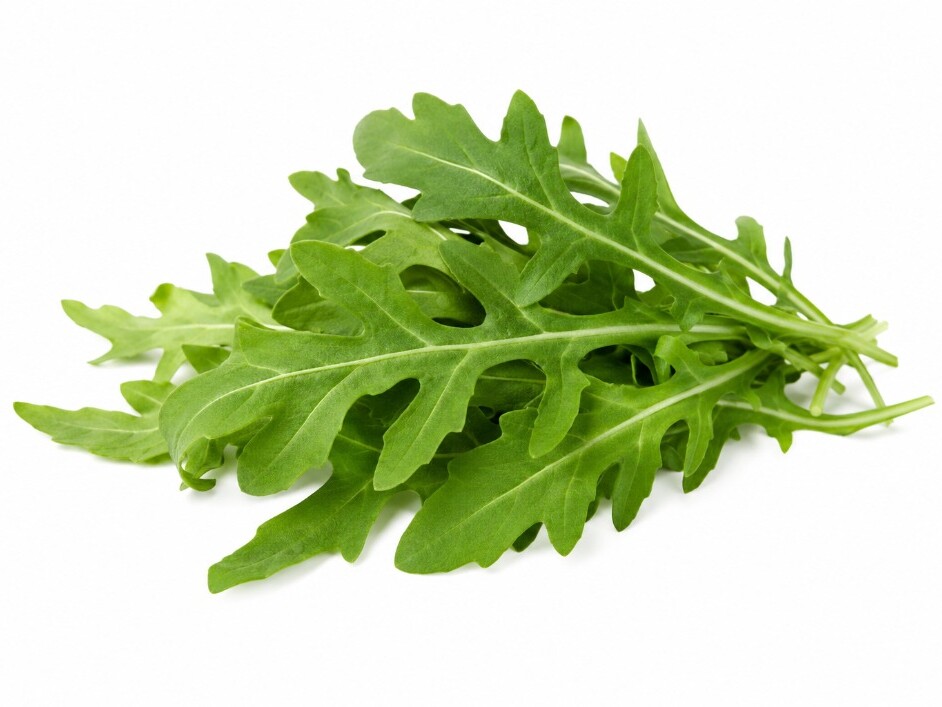 Rucola