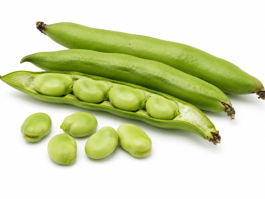 Tuinbonen